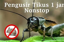 Jangkrik Pengusir Tikus